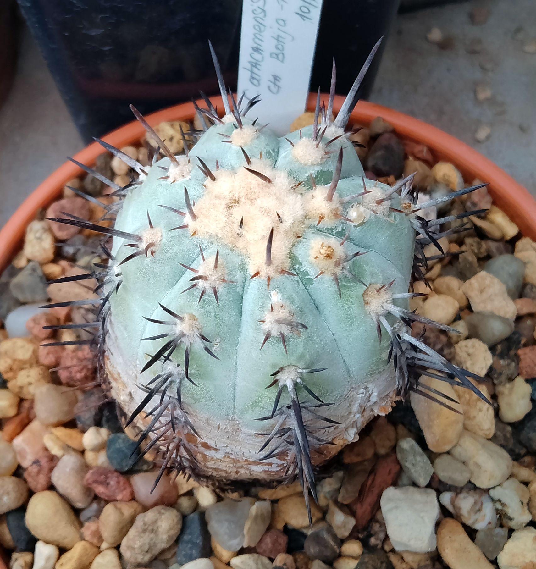 その他 robinceramicstudio Armadillidae Copiapoa Copiapoa