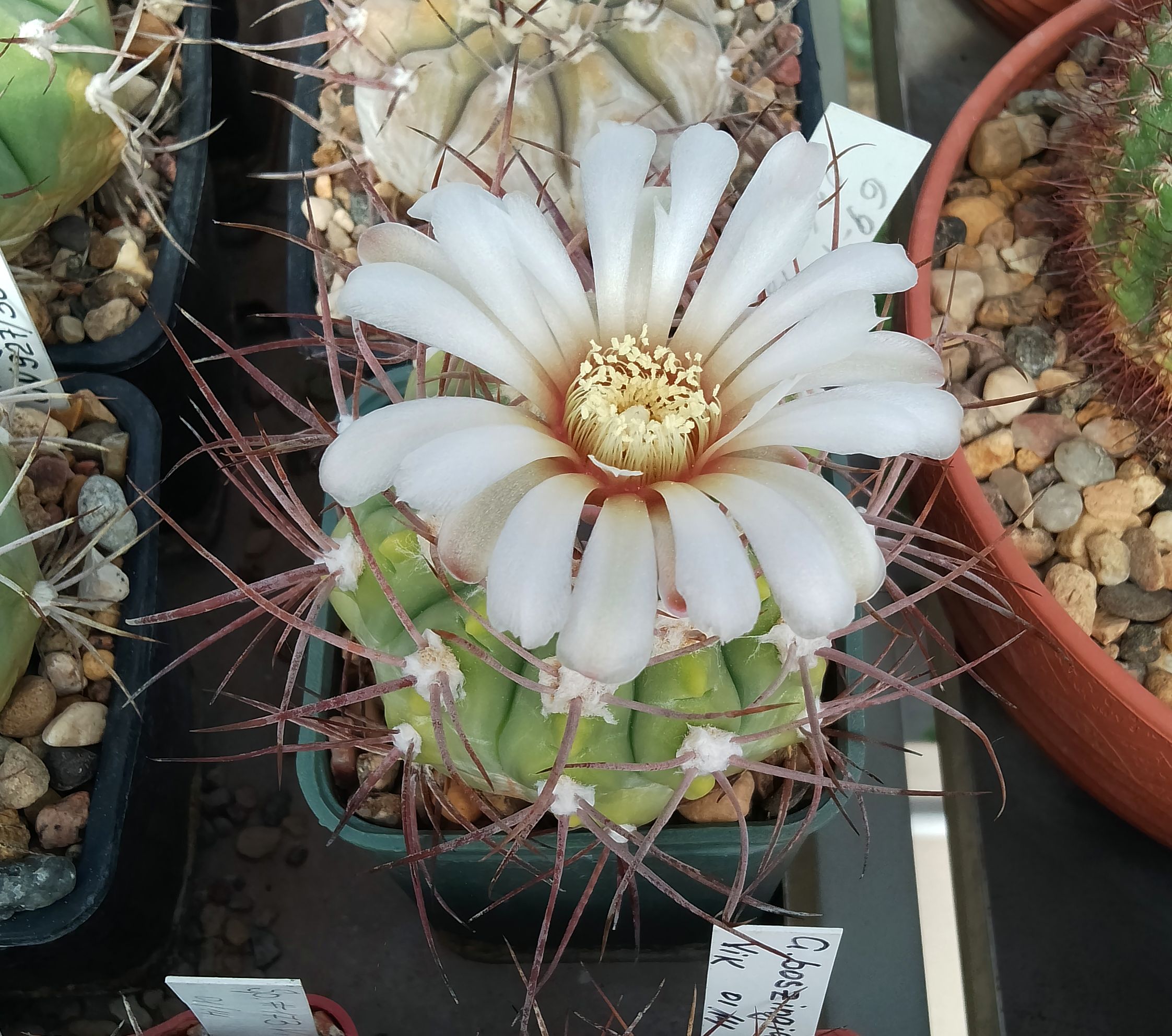 mammillaria capensis Mammillaria elongata 'Copper King' main image 0
