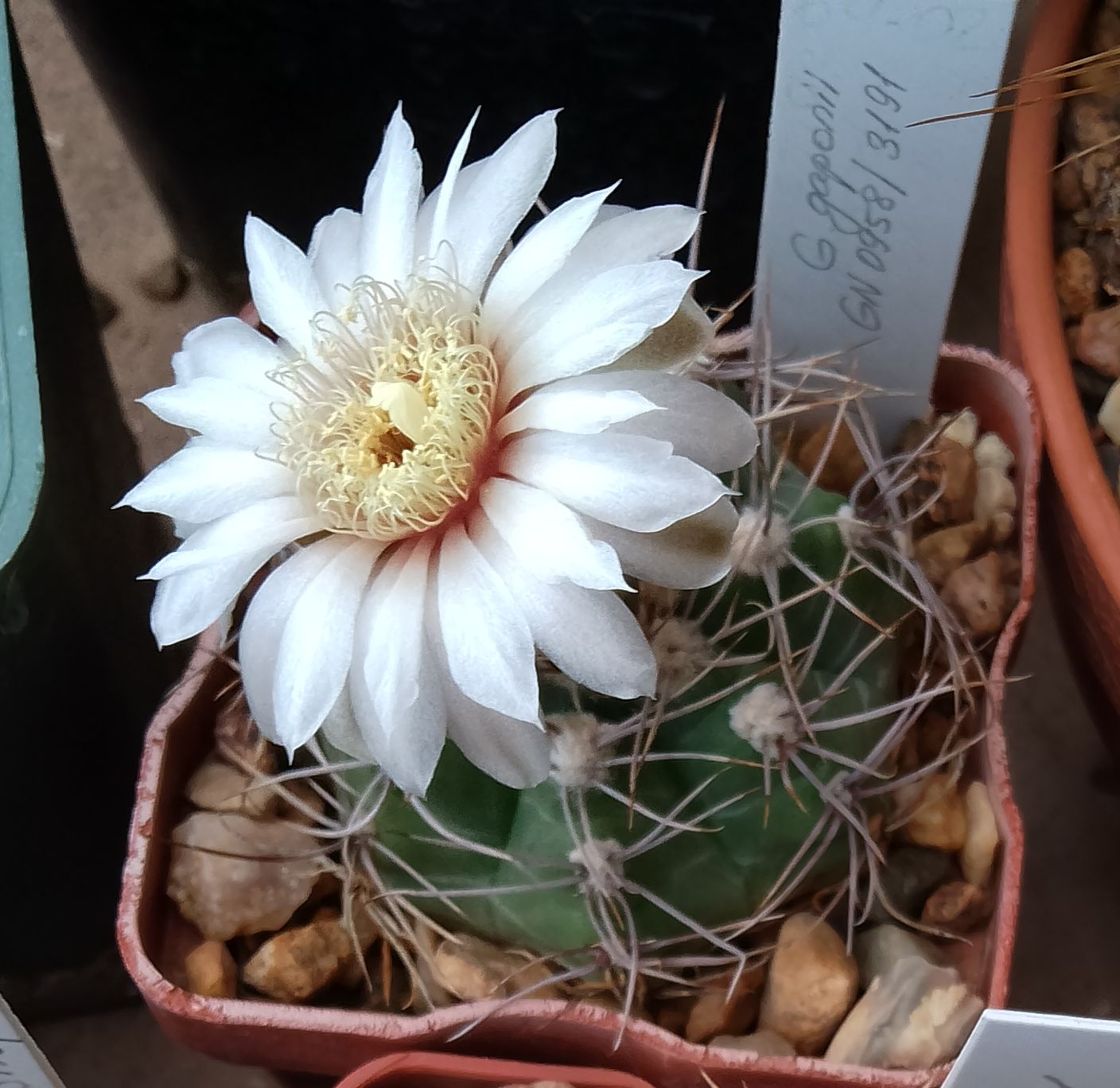 mammillaria matudae Mammillaria matudae – AceMegaSucculents