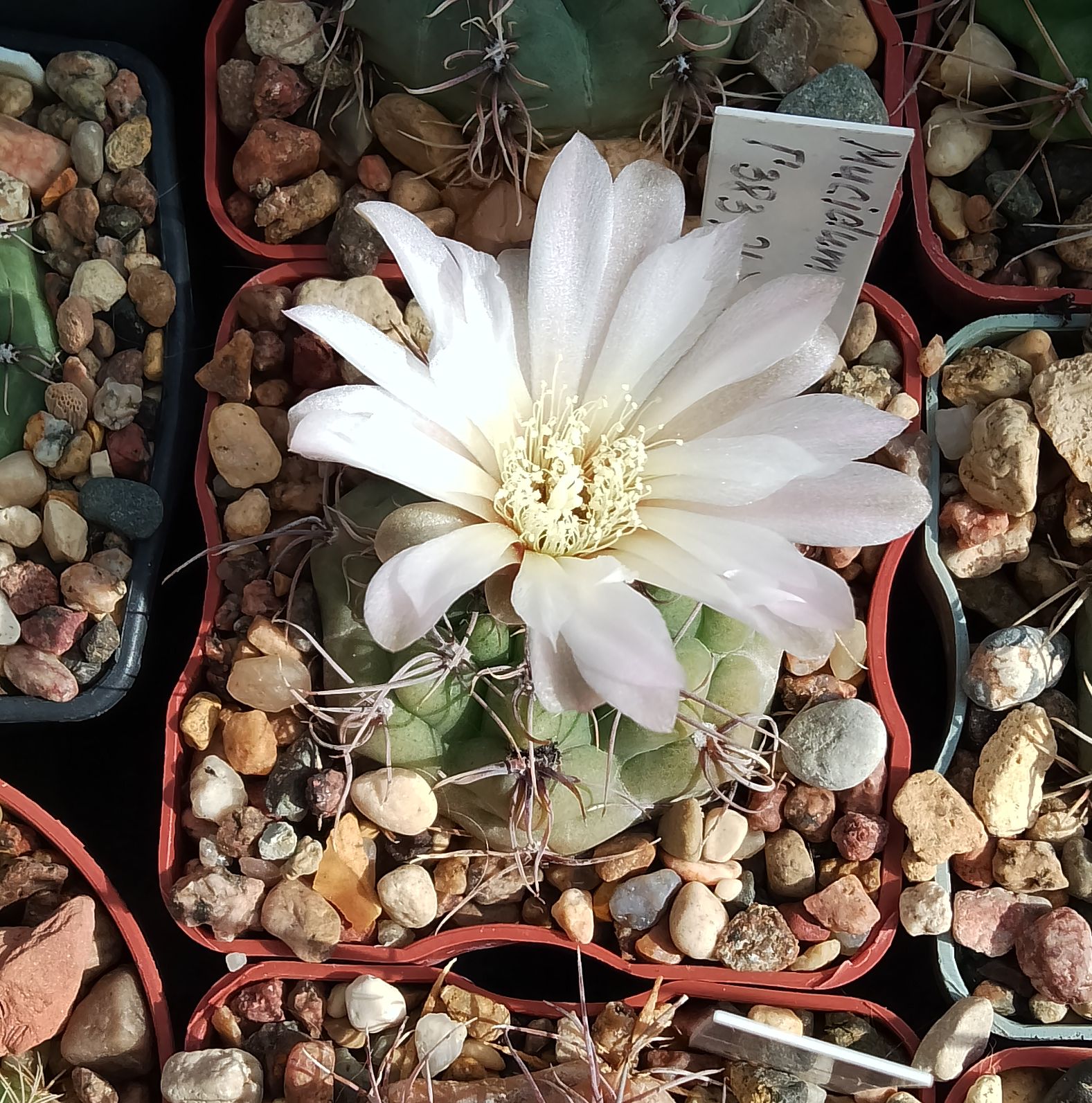 GYMNOCALYCIUM