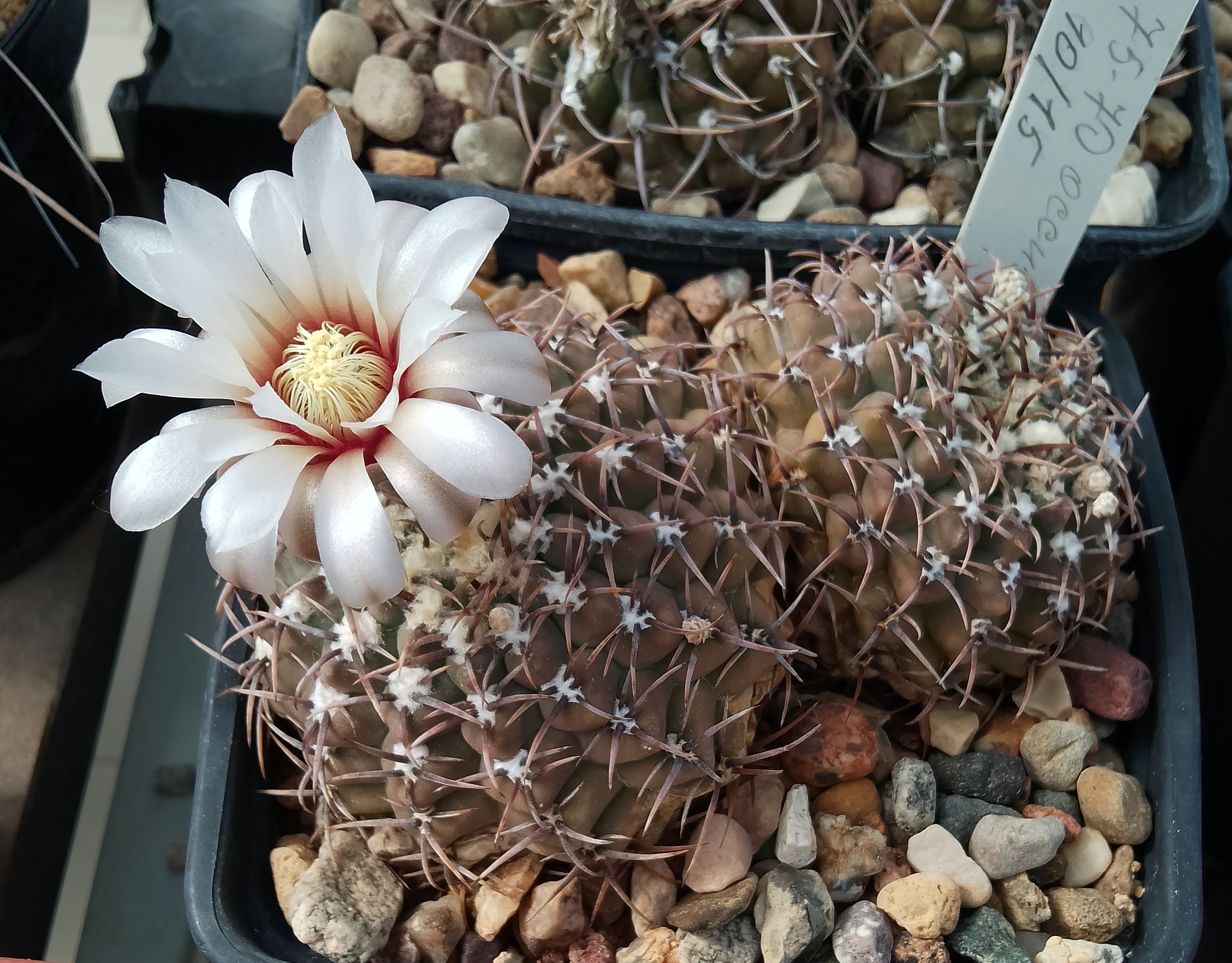 GYMNOCALYCIUM